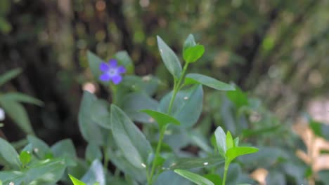 flor morada en otoño