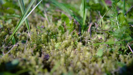 cerca de la exuberante hierba verde musgosa del jardín de las abuelas