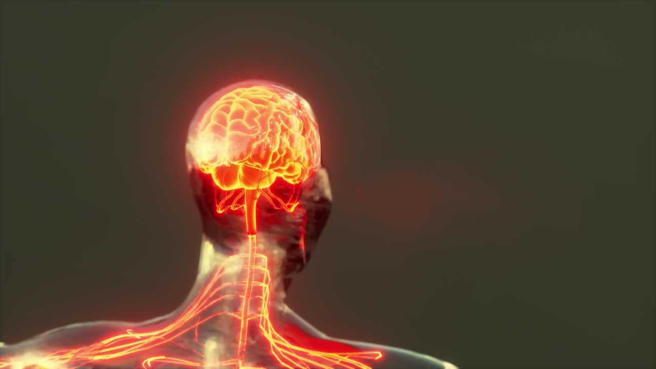 нервные импульсы спинного мозга в мозг