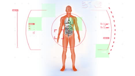 animation of digital interface over human body model