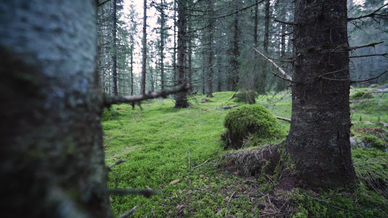 panorámica amplia de un bosque de abeto oscuro y viejo