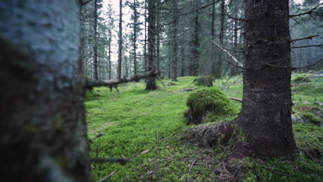 Toma-Panorámica-Amplia-De-Un-Bosque-De-Abetos-Viejo-Y-Oscuro