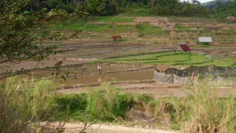 Farmer-walking-across-berm-in-rice-field-full-of-water-on-farmland,-Vietnam