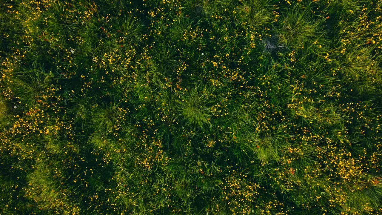 Above View Of Wildflower Fields In Springtime. Aerial Topdown Shot