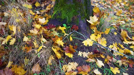 shot of yellow leaves on ground in fall park near tree trunk