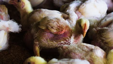 close up on partially feathered crowded poultry chicks livestock packed into industrial breeding warehouse in bangladesh