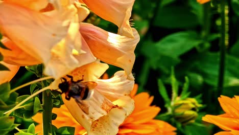 bee pollinating a vibrant flower in a sunny garden in cesis, latvia