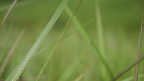 Una-Hierba-Perenne-Originaria-De-Asia-Tropical-Y-Subtropical-Y-También-Introducida-En-Varios-Países