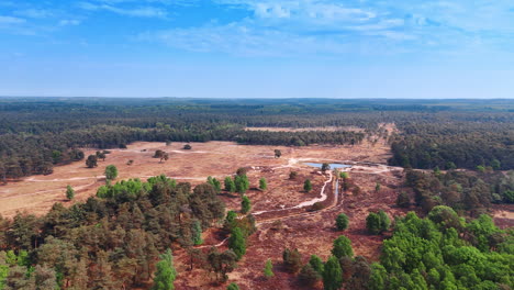 dry barren area in the forest. a little pond is in the middle of the scenery. aerial view.