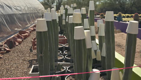 protección contra congelamiento para los días fríos de invierno para los cactus colocando vasos de espuma de poliestireno en la parte superior