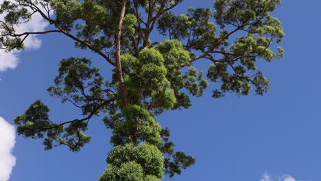 a tall tree in a sunny park