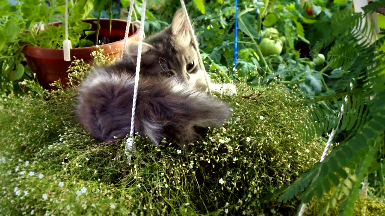 새끼 고양이 자고