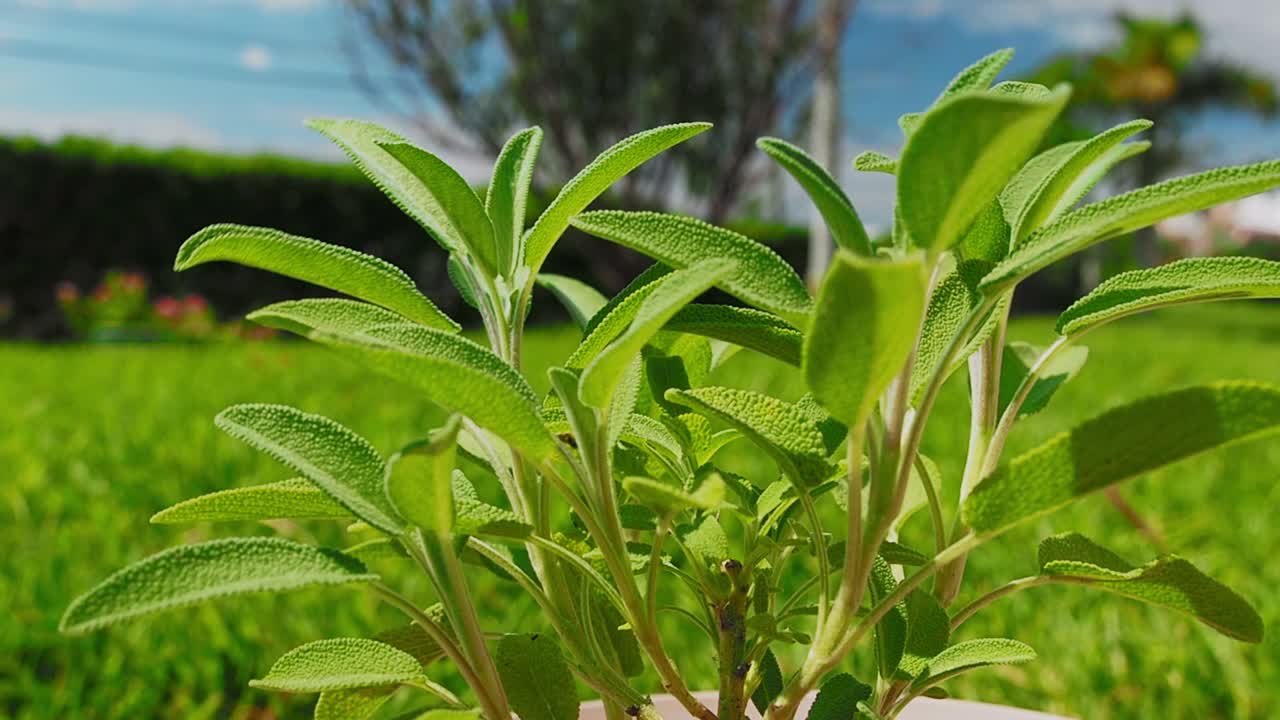 la planta de salvia es una hierba maravillosa para el té y para uso médico