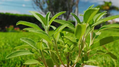 la planta de salvia es una hierba maravillosa para el té y para uso médico