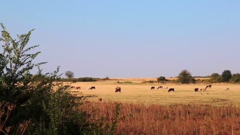 cows on pasture on a sunny day