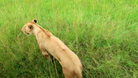 High-angle-shot-from-safari-vehicle-of-two-lionesses-prowling-around-the-car