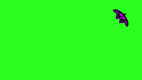 animated colorful beauty butterfly on green screen chroma key