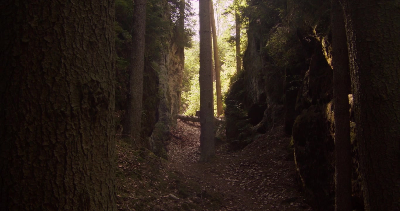 Uno stretto sentiero escursionistico si snoda attraverso un canyon di fitta foresta di pini con rocce di arenaria e luce solare dorata che filtra attraverso la chioma