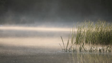 Nebel-Verdunstet-Auf-Dem-See-Im-Frühen-Morgensonnenlicht-In-Der-Nähe-Von-Langen-Schilfrohren