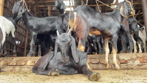 black bengal goat sitting on floor with others tied to roof of building