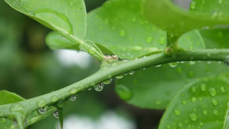 a tiny spider on fresh green tree in the morning