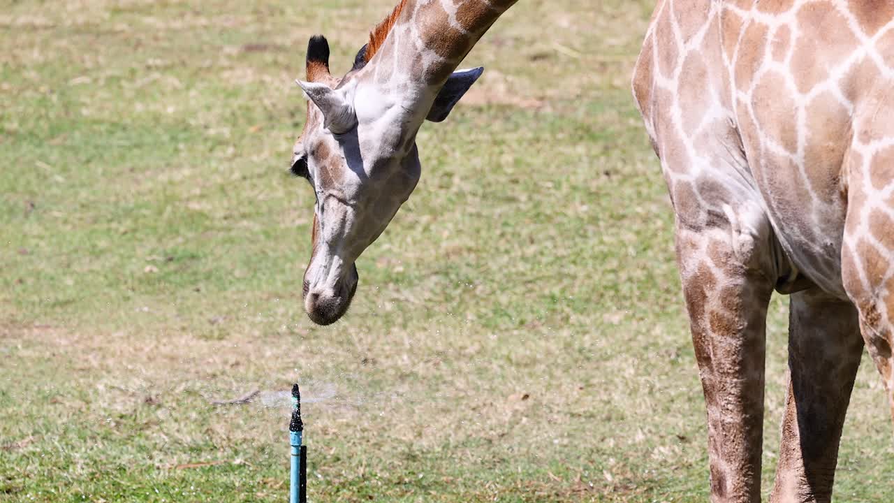 Giraffe curiously examines a water sprinkler
