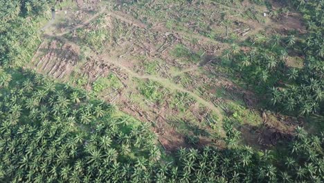 aerial view clear land for plantation at malaysia, southeast asia.