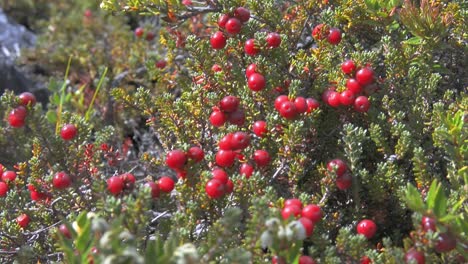 red calafate berries bush in patagonia, argentina