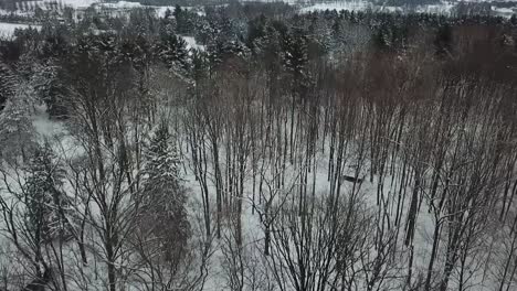 Ariel-view-of-trees,-snow-and-drone-footage