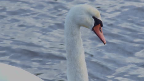 Weißer-Schwan-Vogeltier-Auf-Dem-Seefluss,-Nahaufnahme