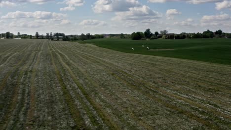 Birds-Flying-Over-Green-Field---aerial-drone-shot