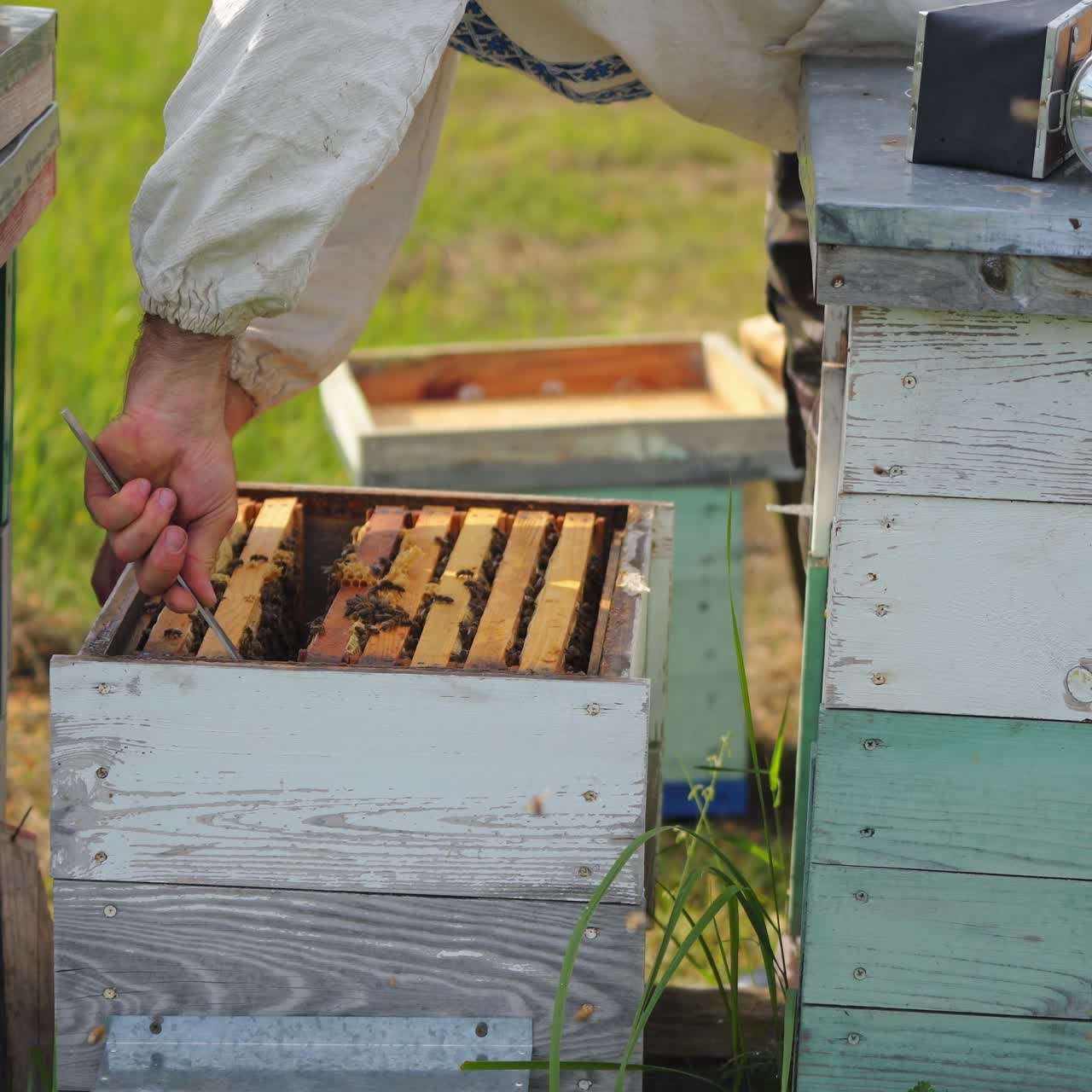Beekeeper is working with bees and beehives on the apiary. Frames of a bee hive