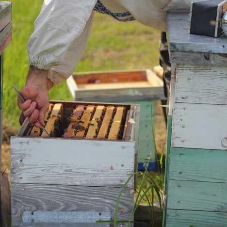 beekeeper is working with bees and beehives on the apiary. frames of a bee hive