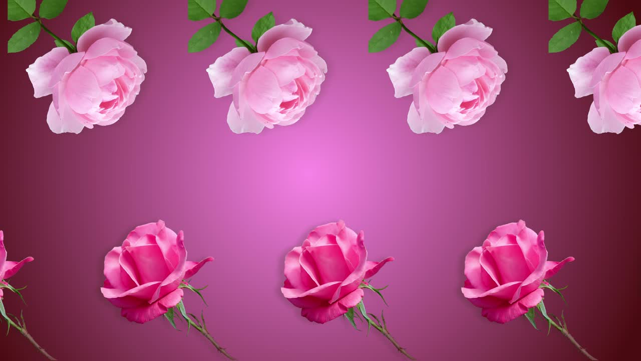 핑크 색의 색상 배경에 다른 방향으로 애니메이션 된 많은 분홍색 장미 꽃이있는 두 줄. 어머니, 발렌타인 데이 및 여성의 날을위한 만적 인 템플릿 사랑 개념 3 월 8 일