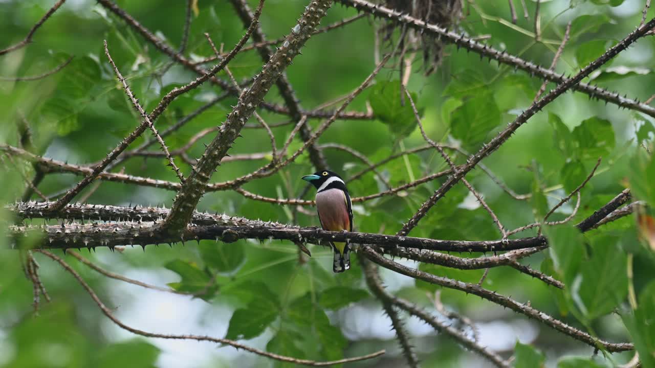 mirando hacia arriba y a su alrededor, los hermosos colores de sus plumas y pico, black-and-yellow broadbill eurylaimus ochromalus, tailandia