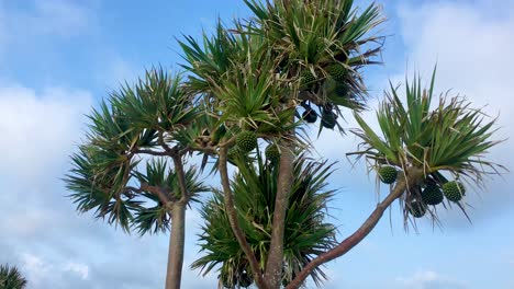 las hojas del árbol pandanus soplan en el viento contra un cielo azul y una nube de procedencia