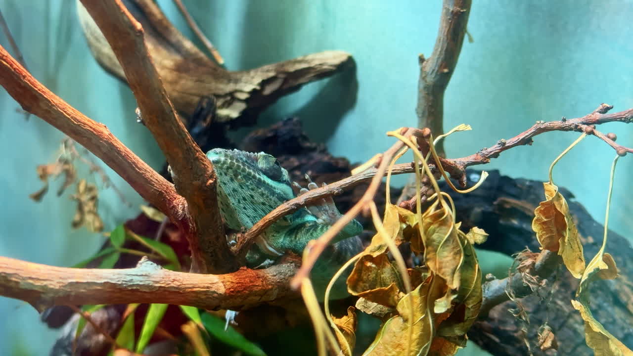 Rana verde che riposa su rami all'interno di un terrario con foglie secche e piante al mattino presto