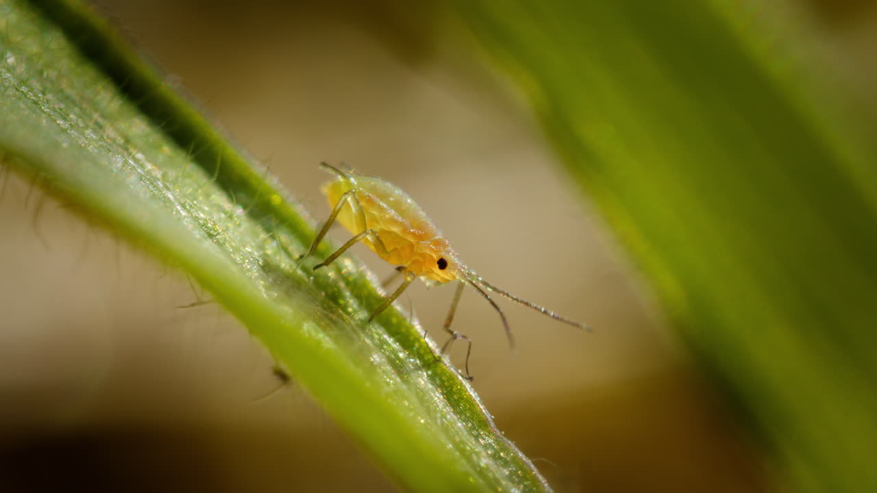 vista macro di un grazioso afido della pesca verde sul gambo verde che muove le sue antenne