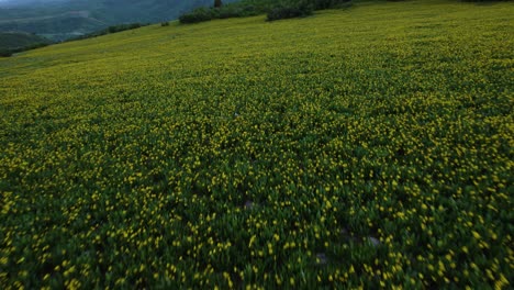 Yellow-Wildflower-Meadow-on-Breathtaking-Utah-Mountain,-Cinematic-Aerial-Tilt-up-Reveal