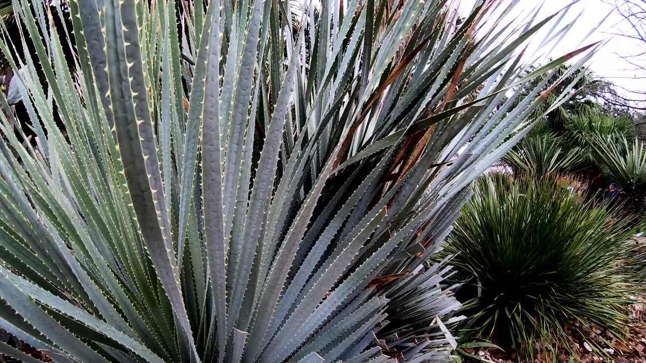 The spiney tips of the cactus that adorn the garden areas of the Alamo Gardens 4K30fps