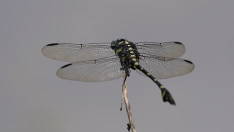 la libélula de cola de brida común se ve comúnmente en tailandia y asia