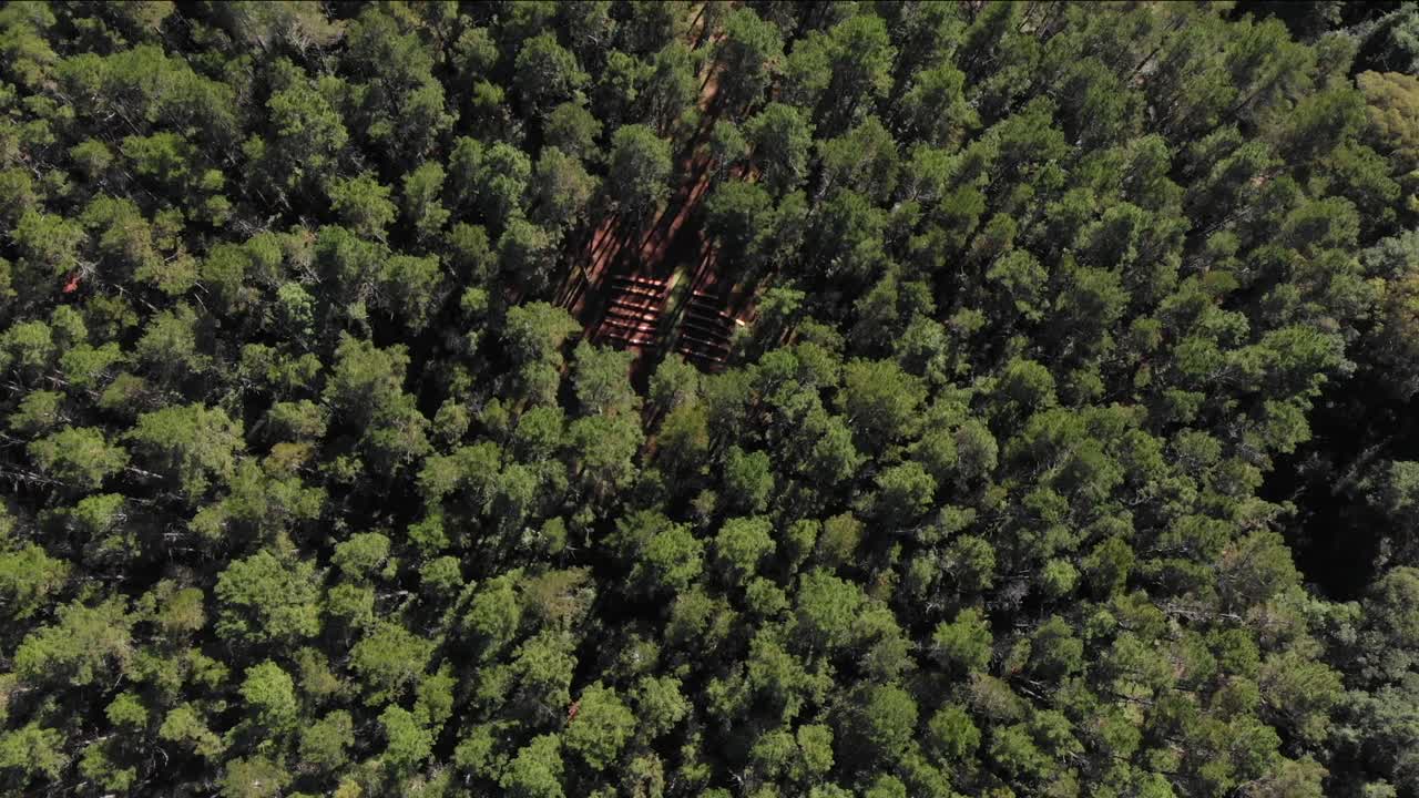 Cime verdi di una fitta foresta, ripresa aerea direttamente dall'alto