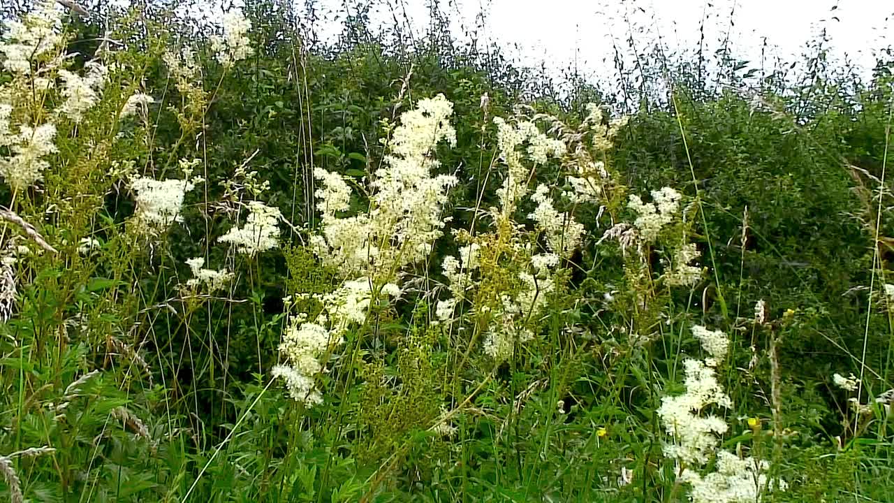 길가와 잔디 가장자리와 같은 잔디밭에서 달콤한 cicely, myrrhis odorata를 볼 수 있습니다.