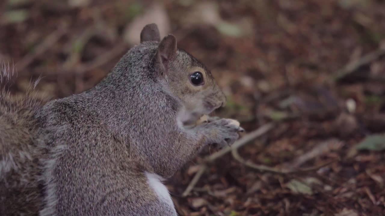 una ardilla gris abre una concha y se come la nuez de mono dentro