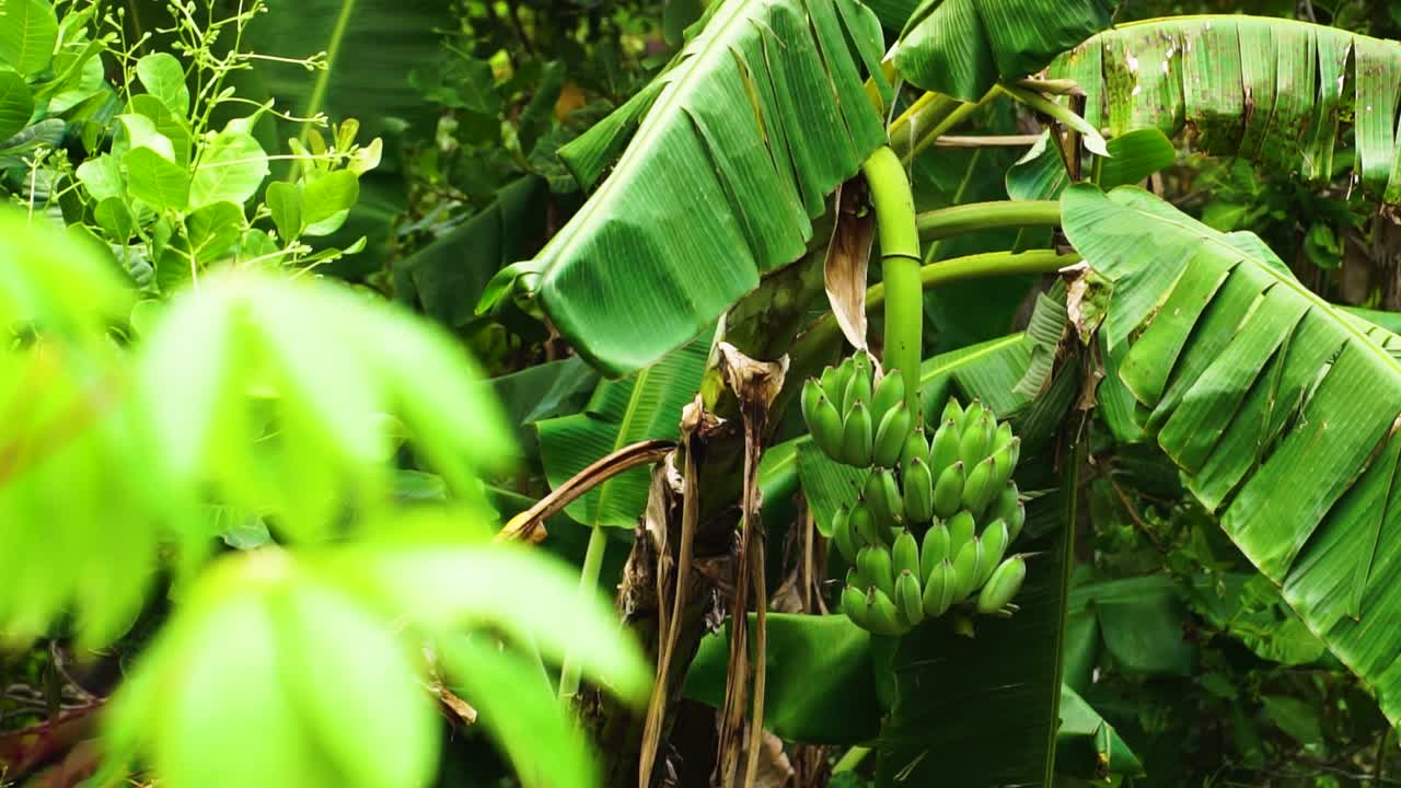 베트남 열대 정글 서식지에 녹색 과일 클러스터가 있는 야생 바나나 식물