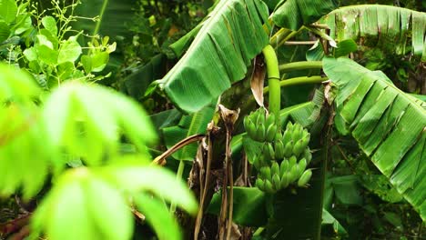 wild banana plant with green fruit cluster in tropical jungle habitat, vietnam