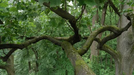 Rama-De-Un-árbol-Complejo,-Wissahickon-Creek