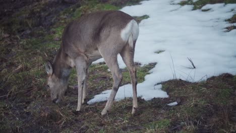 Corzo-Solitario-Pastando-En-Una-Ladera-Cubierta-De-Hierba-Parcialmente-Cubierta-De-Nieve-En-Indre-Fosen-Noruega---Disparo-Completo-Fijo