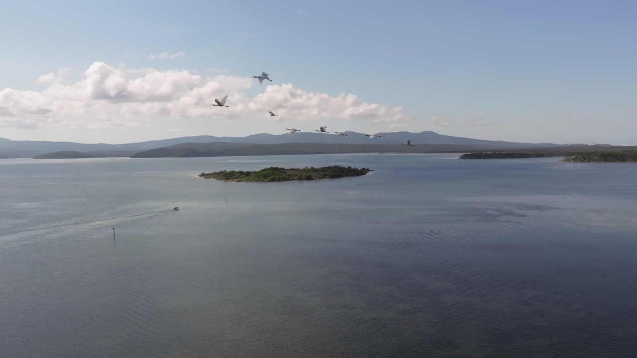 стадо белых лебедей, летающих над прибрежным ландшафтом в виктории, австралия
