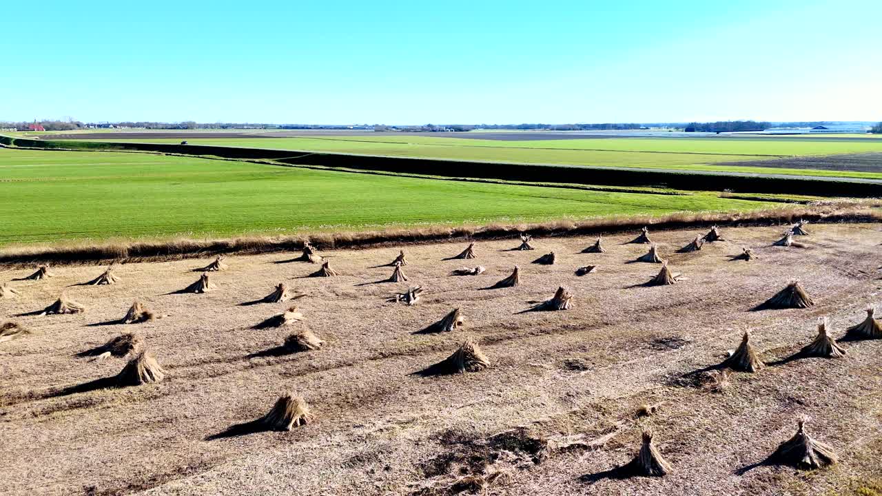 Drone view of bundles of reeds drying in the sun in the Netherlands